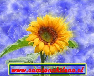 girasol