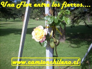 flor